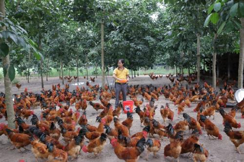 Tìm lời giải ‘bài toán’ thương hiệu nông sản
